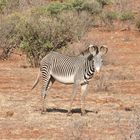 Grevy