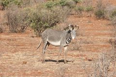 Grevy