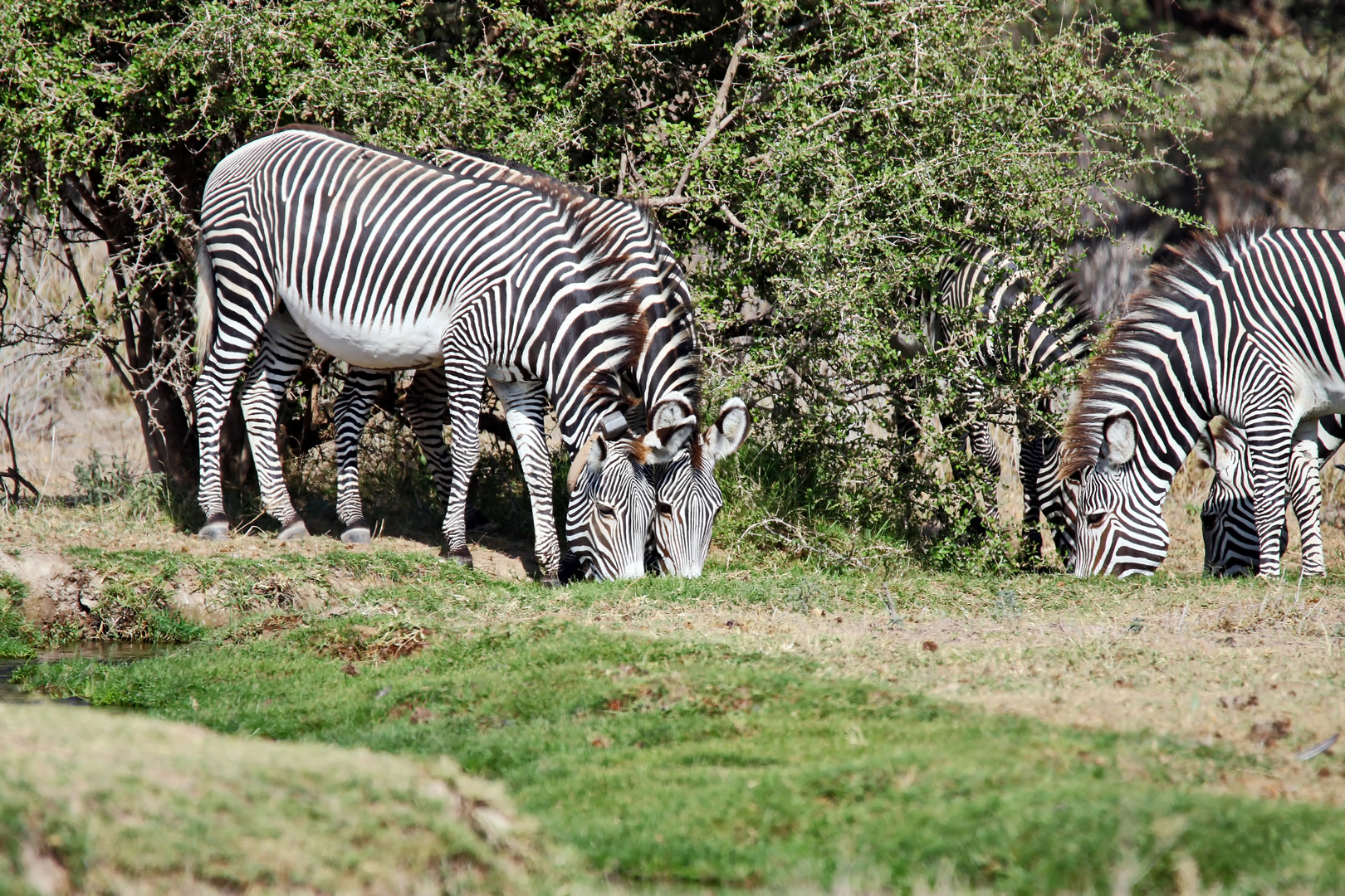 Grevy mit Sender