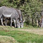 Grevy mit Sender