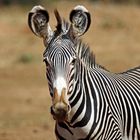 Grevy-Portrait