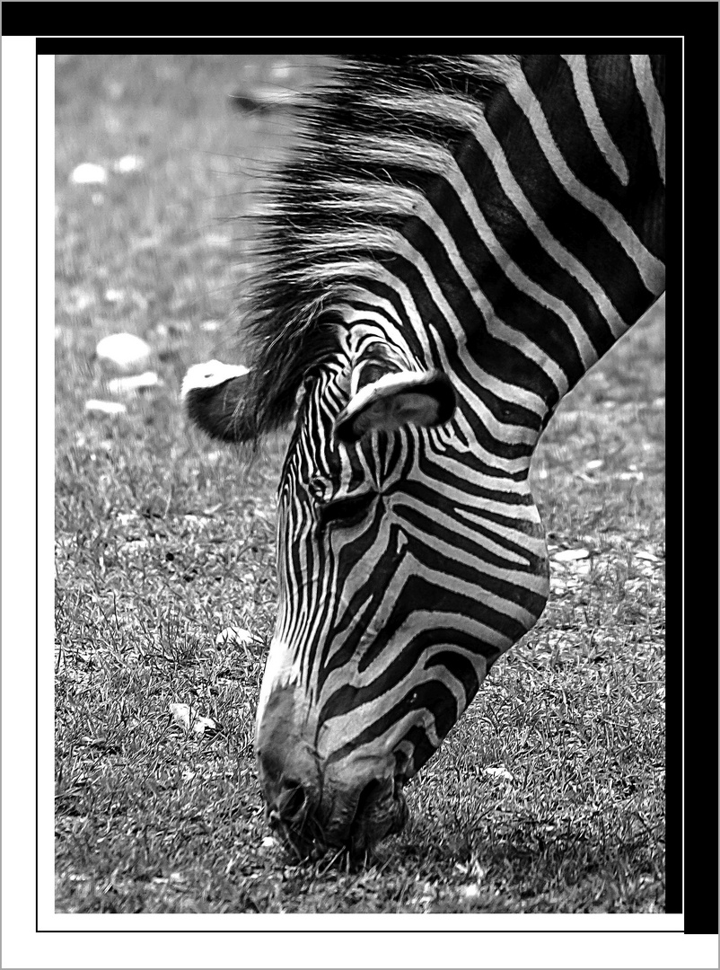 Grevy - Zebra