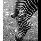 Grevy - Zebra