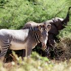 Grevy Zebra