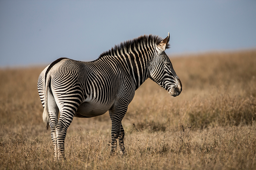 Grevy Zebra