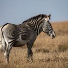 Grevy Zebra