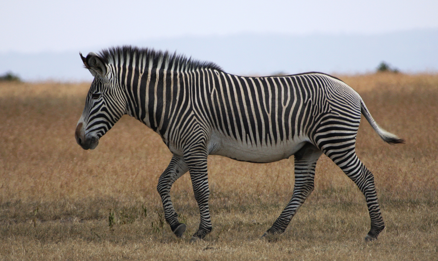 Grevy Zebra