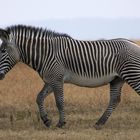 Grevy Zebra