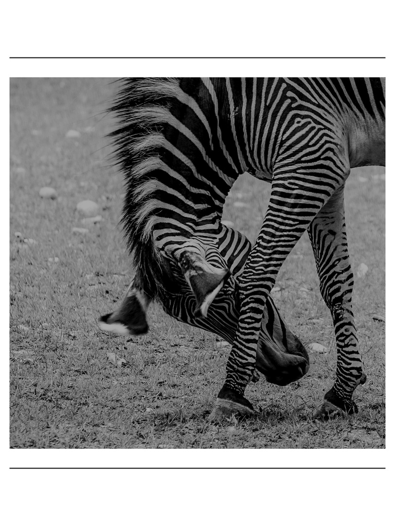 Grevy - Zebra