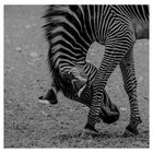 Grevy - Zebra
