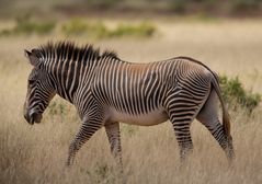 Grevy Zebra