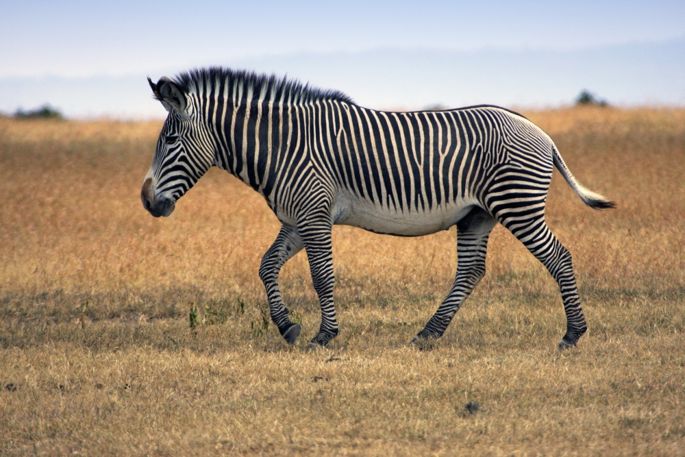 Grevy Zebra