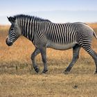 Grevy Zebra