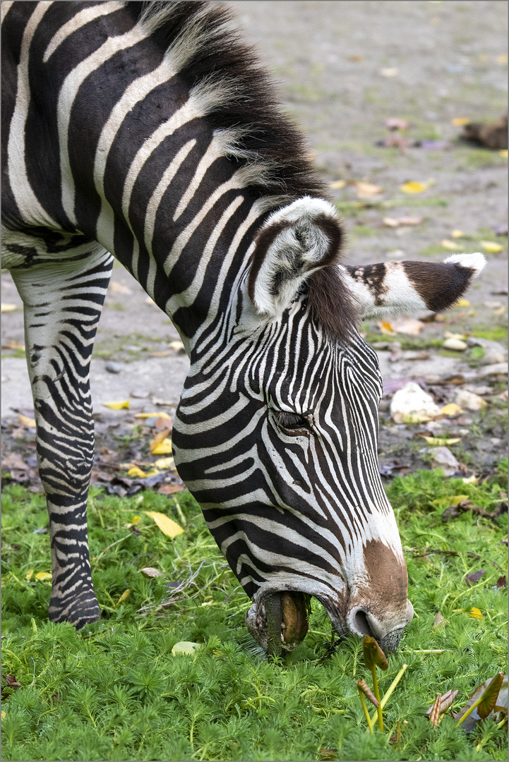 Grevy Zebra