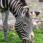 Grevy Zebra