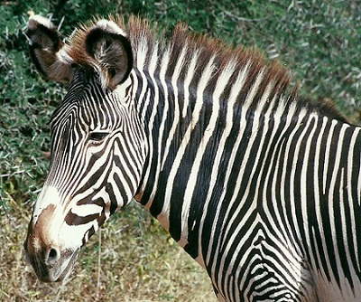 Grevy Zebra Hengst