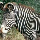 Grevy Zebra Hengst