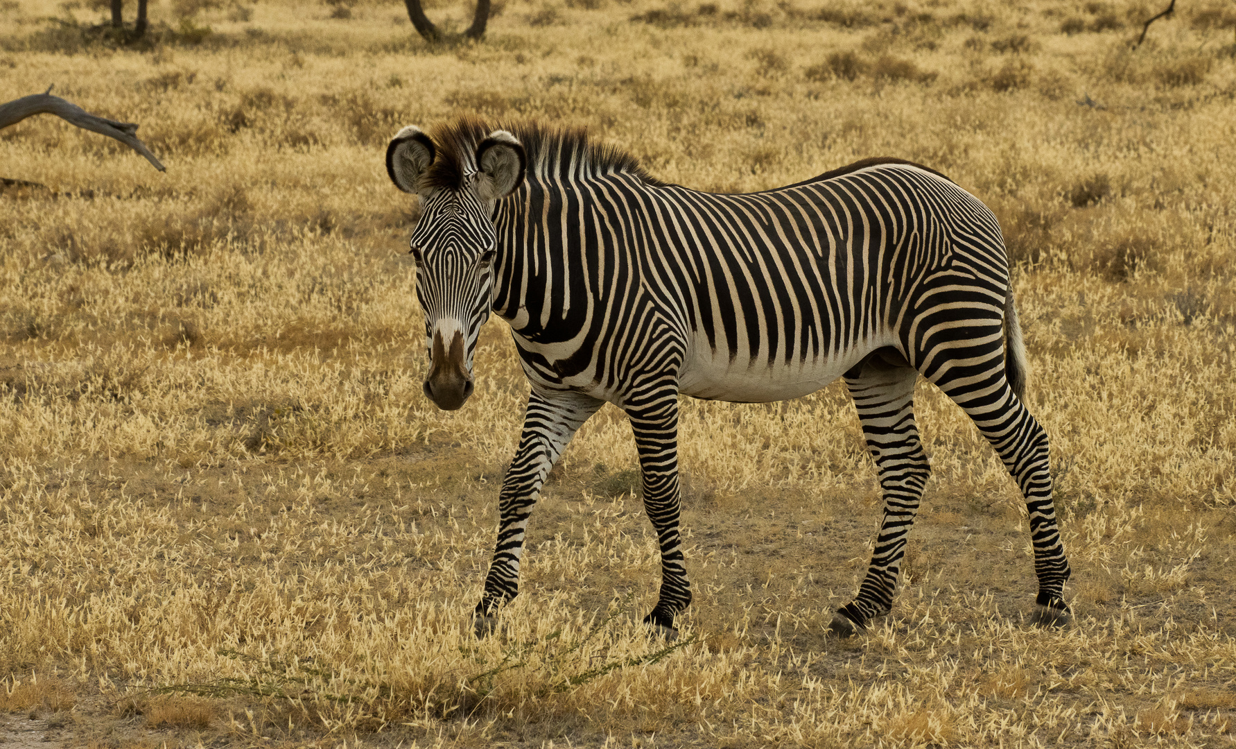 Grevy Zebra im Samburo NP