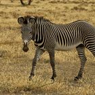 Grevy Zebra im Samburo NP