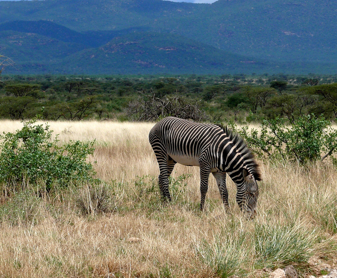 Grevy Zebra im Samburu NP