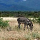 Grevy Zebra im Samburu NP