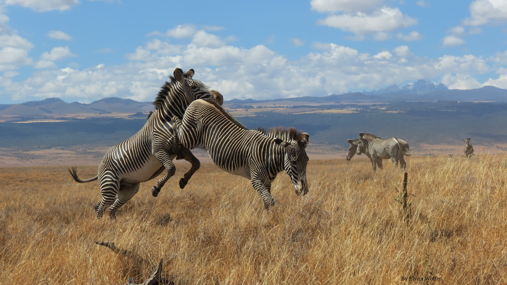 Grevy Zebra Mount Kenya