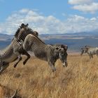 Grevy Zebra Mount Kenya