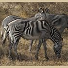 Grevy-Zebra (RL)