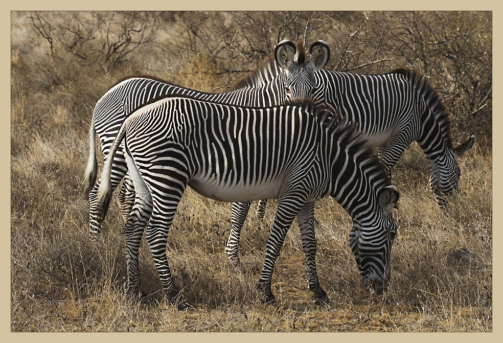 Grevy-Zebra (RL) von Ulrich Tuguntke