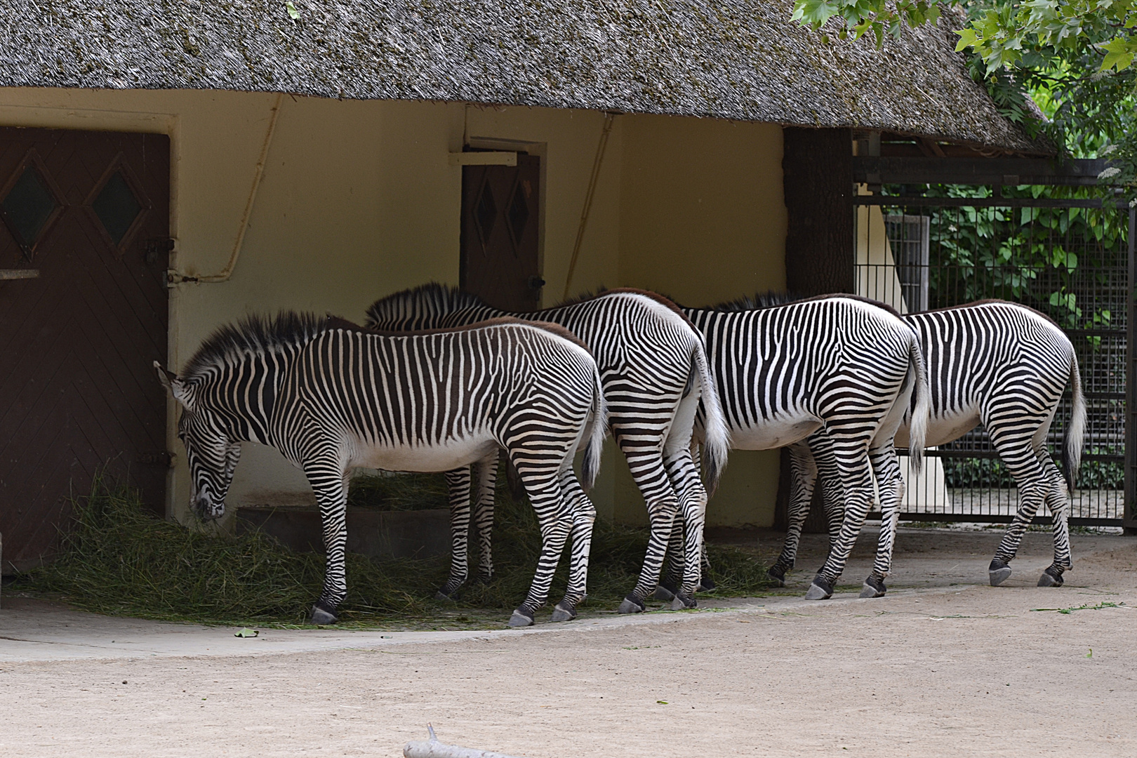Grévy-Zebras bei der Futteraufnahme