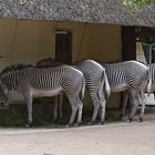 Grévy-Zebras bei der Futteraufnahme