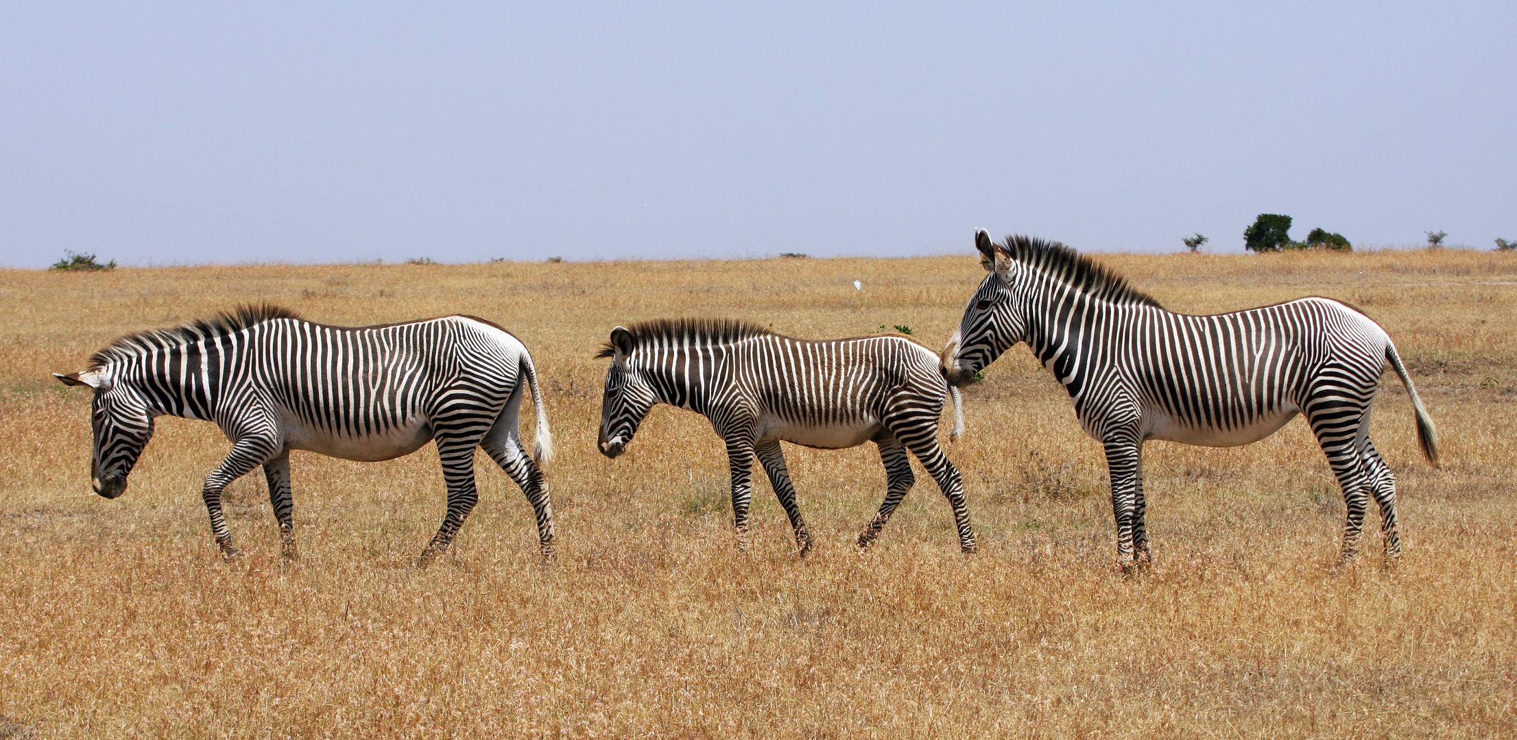 Grevy Zebras