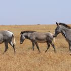 Grevy Zebras