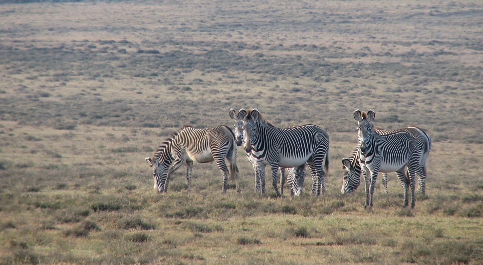 Grevy Zebras - (Equus grevyi)