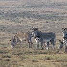 Grevy Zebras - (Equus grevyi)