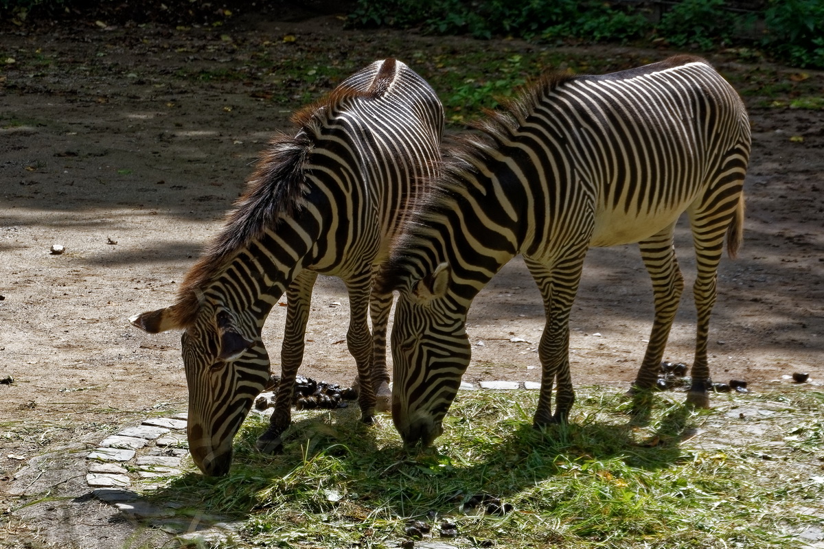 Grevy - Zebras