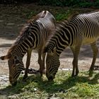 Grevy - Zebras