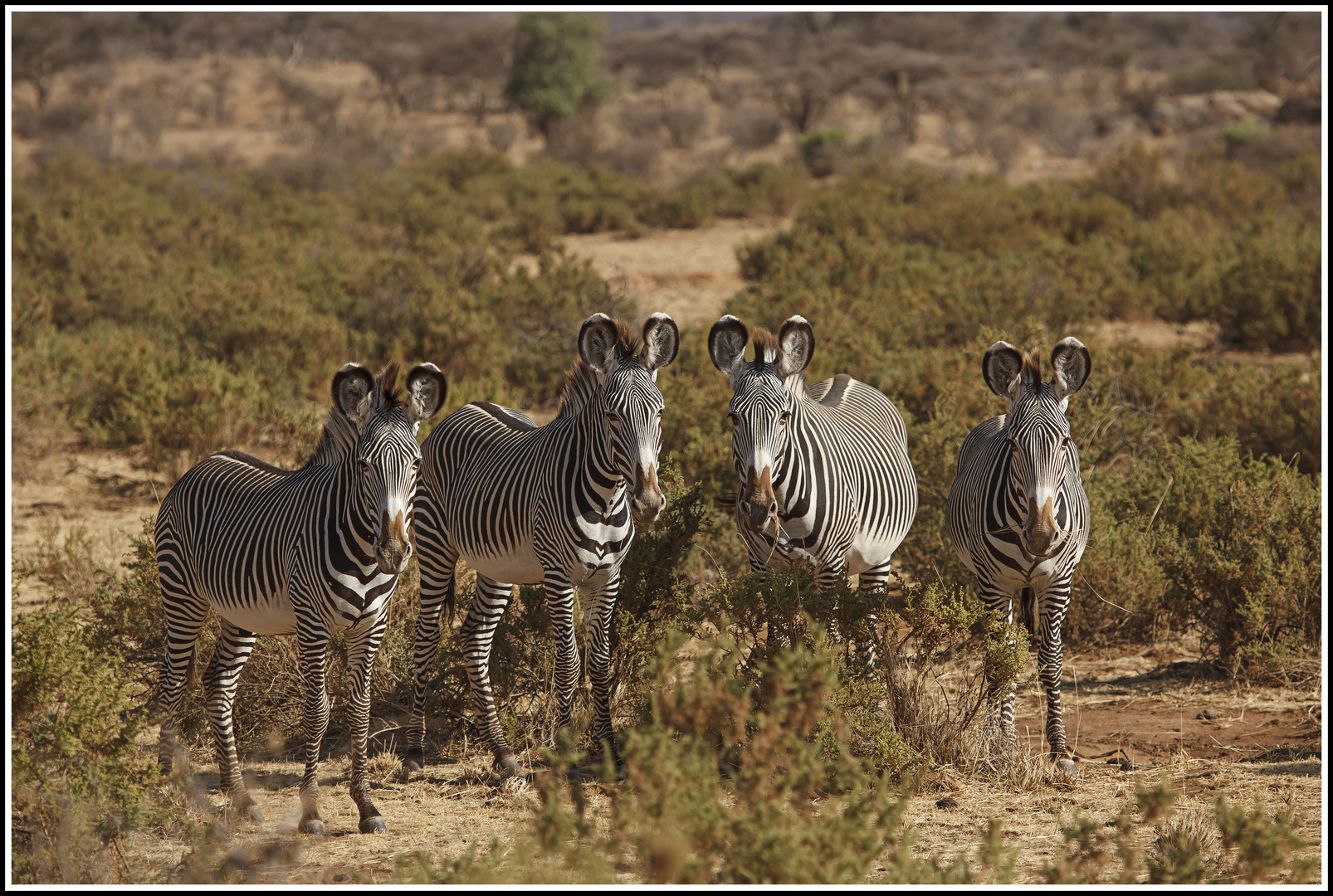 " Grevy-Zebras im Samburu Nationalpark "