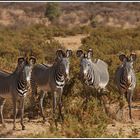 " Grevy-Zebras im Samburu Nationalpark "