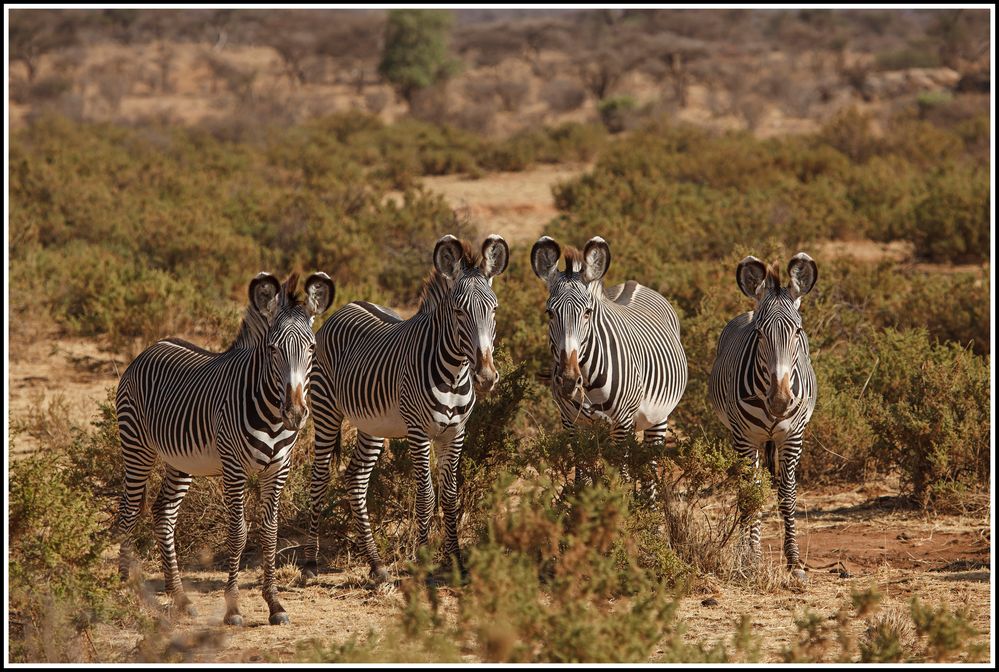 " Grevy-Zebras im Samburu Nationalpark "