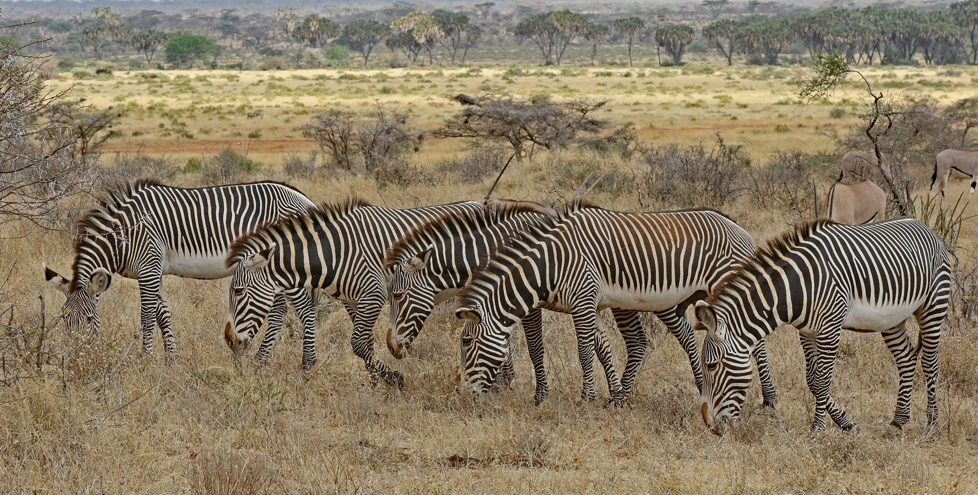 Grevy Zebras in a row