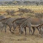 Grevy Zebras in a row