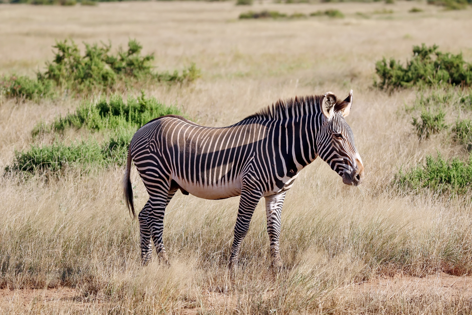 Grevy´s Zebra