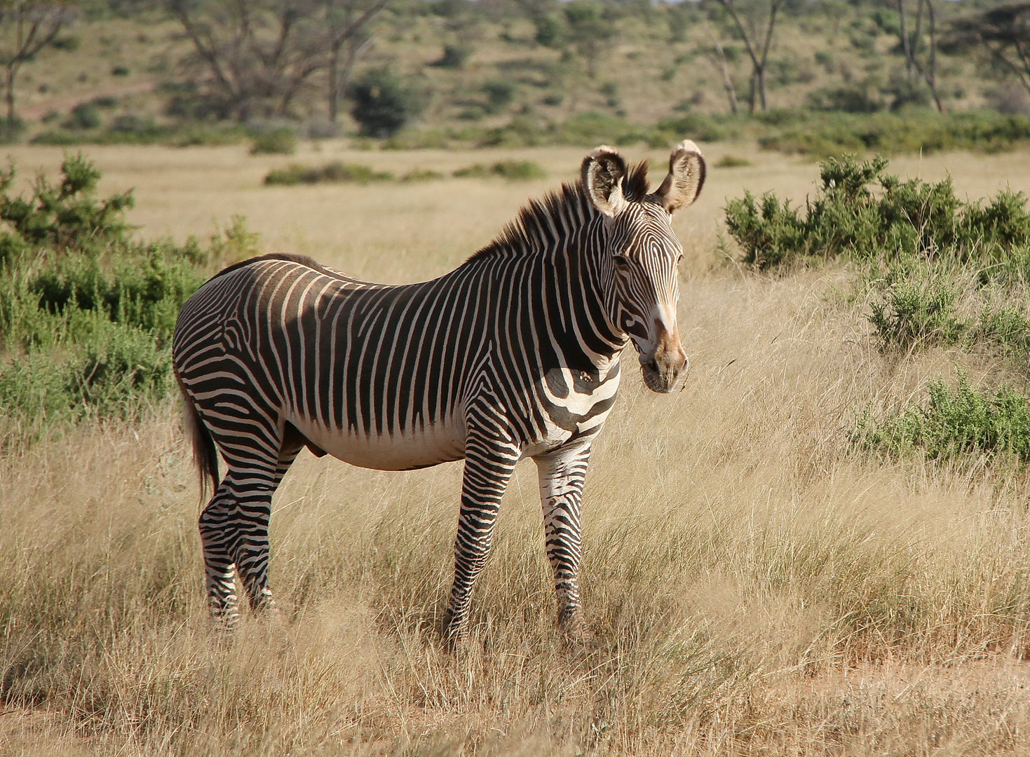 ***** Grevy´s Zebra *****