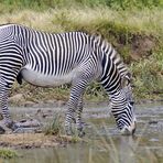 Grevyzebra