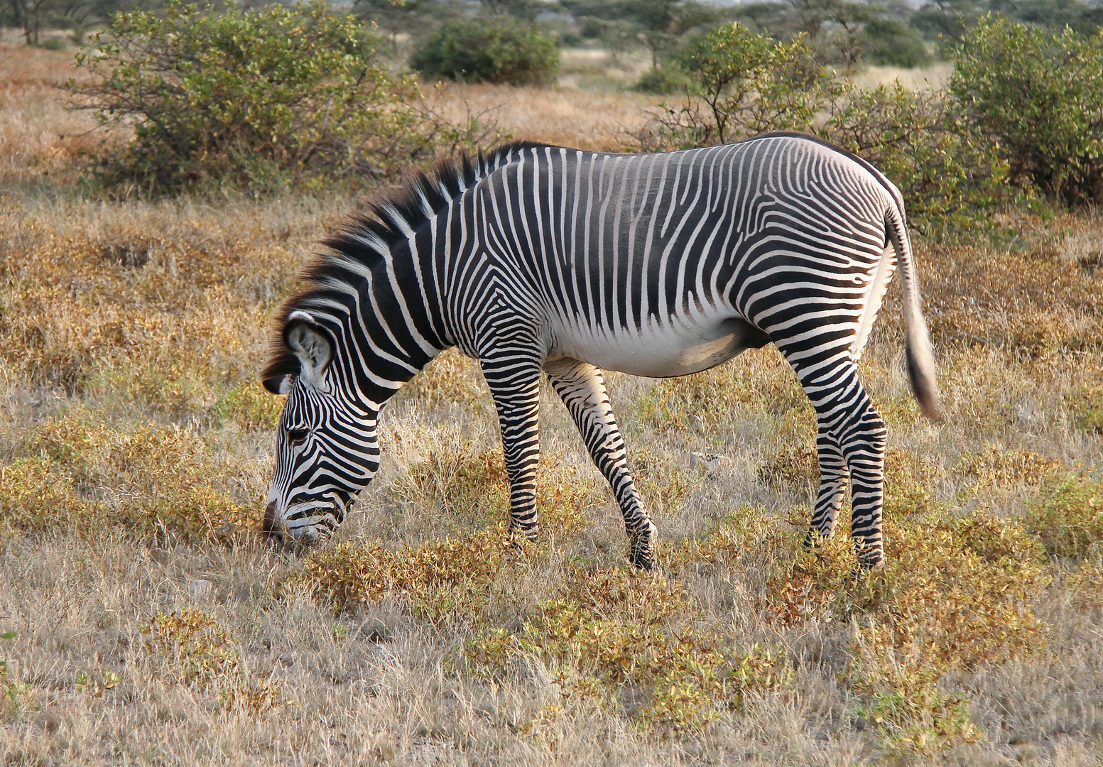 Grevyzebra