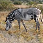 Grevyzebra