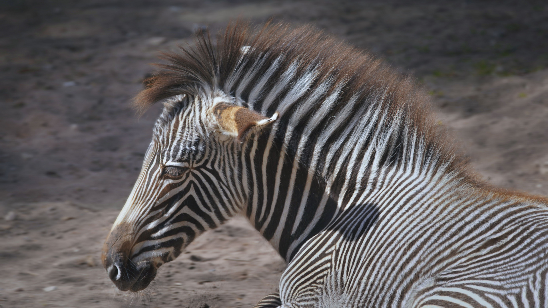 Grevyzebra