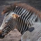 Grevyzebra
