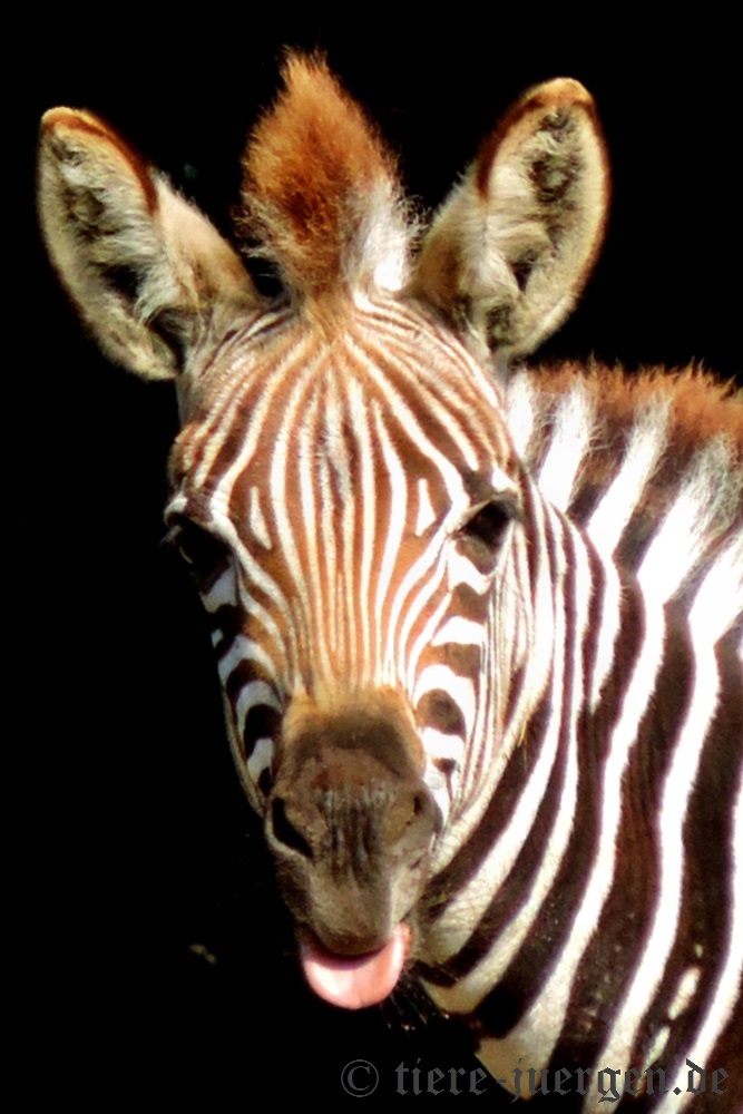 Grevyzebra